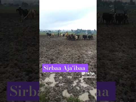 Sirba Haaraa Afaan Oromoo New Music Oromo