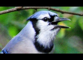  Exceptional Blue Jay Calls