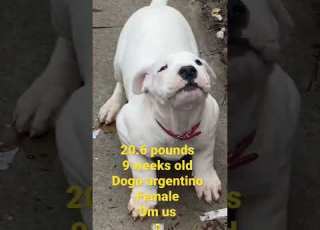 9 Meses De Nacida Dogo Argentino Cachorro 9 Weeks Old Dogo Argentino Female Puppie 2023