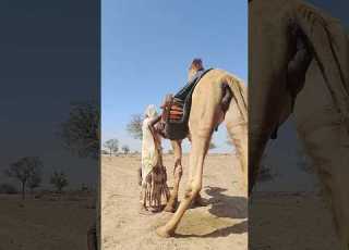 امرأة ت خف ف ثقل الدلو المعل ق على الجمل بعصا خشبية بحكمة وهدوء