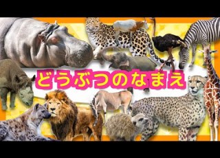  子供向け動物アニメ 動物園へ行こう3 アフリカ サバンナに生息するどうぶつたち サファリパーク 肉食動物や草食動物を観察 ライオン ぞう ヒョウ カバ 楽しく動物の名前を覚える動画