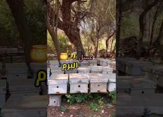  استخراج عسل البرم سلطنة ع مان
