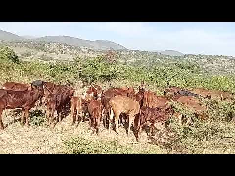 LIMBU LUCHAGULA 24 12 2025