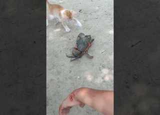 Cuteanimal Studywithmeandmycat Cutecat Cute Cutepet Biral Mumee