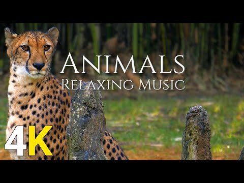 الحياة البرية 4K موسيقا هادئة ومشاهد لأجمل الحيوانات البرية