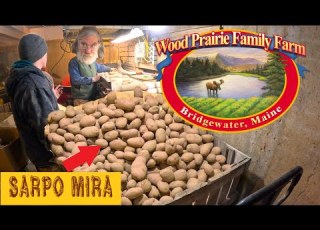  Organic Sarpo Mira Seed Potatoes Being Graded At Wood Prairie Family Farm