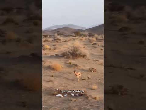 عينك عين الريم الشارد