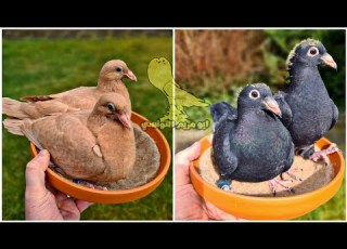 احتراف تربيه الحمام مع ابو مريم التونسي