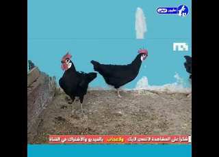  المهرج الاسباني المميزات و المواصفات