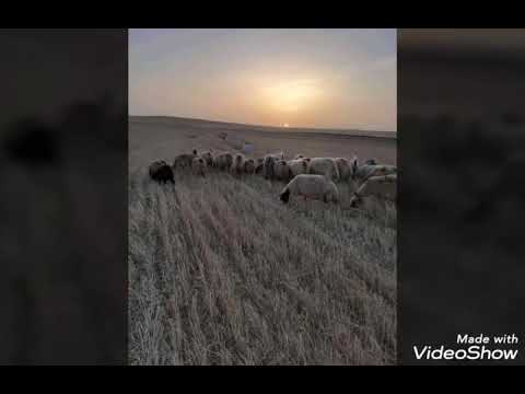 أشرف محفوظ اغنية الدليل أشرف محفوظ اغنية الدليل