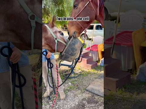 They Share A Brain Cell Horse Funny Fyp Horses Goofballs Horse