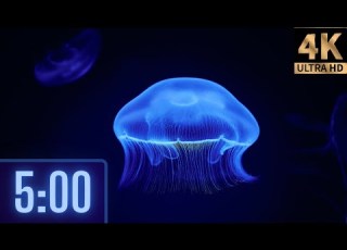5 Minute 4K Relaxing Jellyfish Timer For Kids Music And Alarm