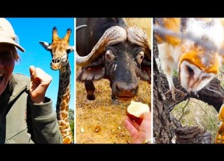 Ozzy Man Reviews When Animals Fight Back 9