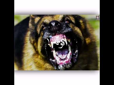 حاله واتس مهرجان لسه منزلش حلقولو عندي كلب رايحه منو 2022 حالات واتس تيك توك مهرجانات