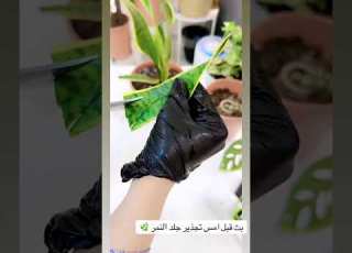  تجذير جلد النمر Plants ابلور نباتات Fyp Explore Plantsvszombies يوتيوب Fypシ