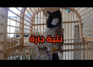 تغريد انثى بلبل حارة لفتح البلابل الوحشية الساكتة