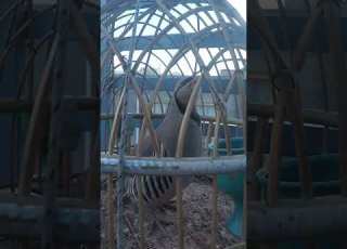 صدای کبک ماده شکاری  کبک     زیبایی کوه