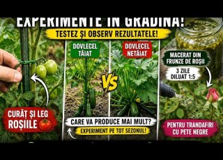Am încercat Un Tratament Natural Pentru Trandafiri și Un Test La Dovlecei