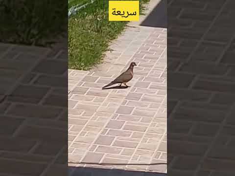 قمرية سريعة