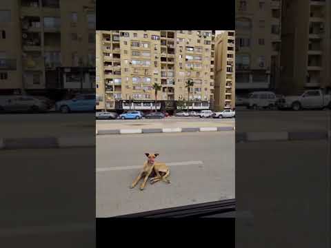 في نص الشارع كدة اكسبلور صانع محتوى ضحك مقاطع مضحكة شورتس اشترك شورتس مضحك لايك يوتيوب شورتس