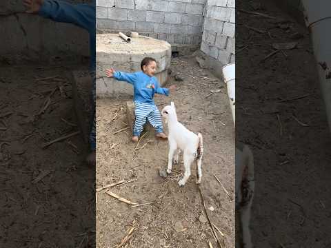 الماعز يحاول ينطح حمودي Shorts