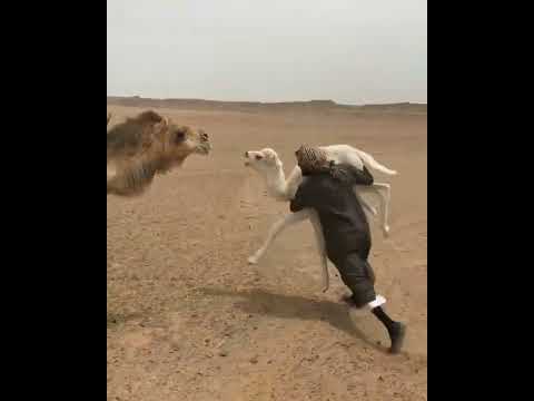 سرق حوار ناقة شوف شسوت ناقة برجل لاتنسى الشتراك في القناة