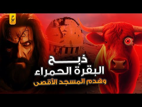 قصة البقرة الحمراء عند اليهود وعلاقتها بهدم للمسجد الأقصى جماعة هيكل سليمان