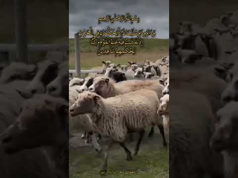 وداوود وسليمان إذ يحكمان في الحرث إذ نفشت فيه غنم القوم وكنا لحكمهما شاهدين عبد الباسط عبد الصمد