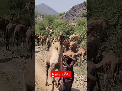 عالم الحيوانات من أندر مواقف رعاة الإبل Shorts