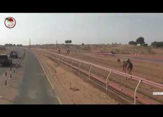  شارة الديوان بميدان السوان الأحد 2024 12 29 الشوط 11 جياشه لـ علي عبدالله سعيد راشد الجابري