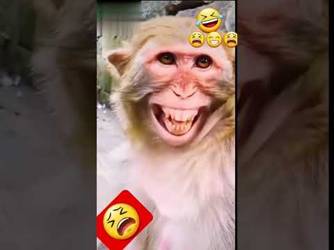Donkey और Monkey Funny Video Shorts