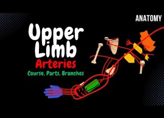  Arteries Of The Upper Limb Scheme Course Branches Parts Anatomy