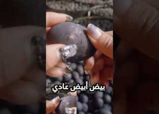 البيض الاسود