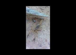 Scorpion أخطر عقرب في العالم
