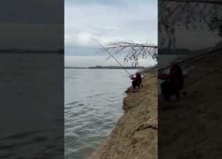 Бели мрени на р Дунав White Barbels On The Dunav River