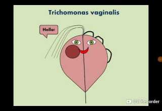 Trichomonas Vaginalis Urogenital Flagellate التهاب المشعرات المهبلي