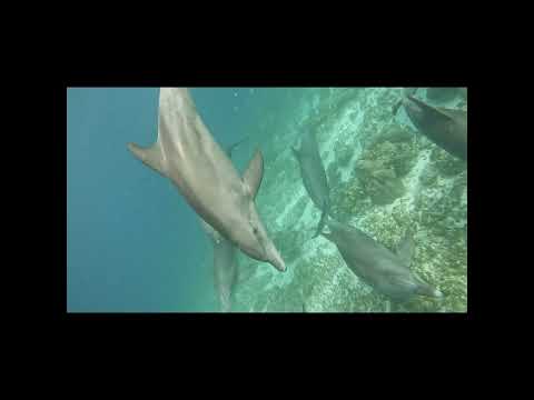 Tembea Nami Africa Tanzania Zanzibar Dolphin