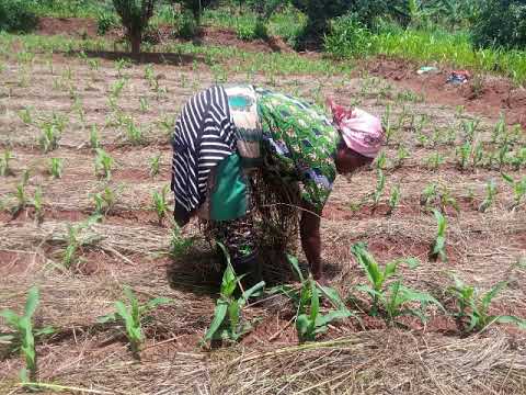 BUNGABUNGA IBIDUKIKIJE UBUHINZI BUBUNGABUNGA UBUTAKA BUKORESHA INGUFU ZISUBIRA