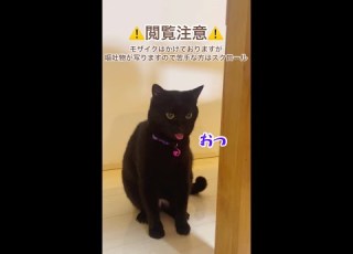  黒猫ナナは2回吐く Shorts