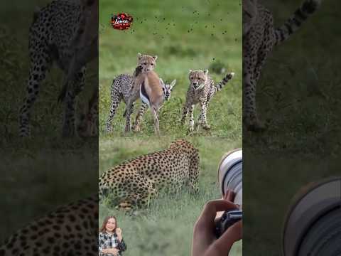 DETIK DETIK MENEGANGKAN GAZELLE DIKEPUNG 3 CHEETAH SIAPA MENANG