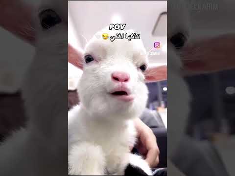 ظلموكي لما قالوا ان انت للقمر شبيه