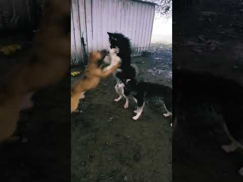 كلب بيتبل يهجم على كلب هاسكي