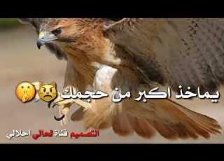  اجمل تصميم شعر عن النسر الرابط مهم