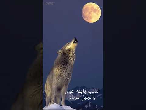 الذيب يايمه عوى والجبل مرباه