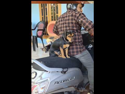 I Also Want To Come With My Father Straydog Petshub Petcenter Streetdog