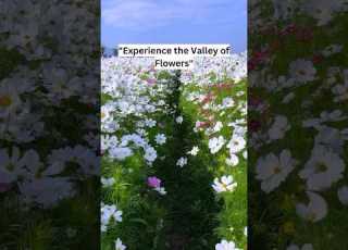 Valley Of Flowers Trip To Valley Of Flowers Beautiful Trek Hill Tours Nature Travel Peace