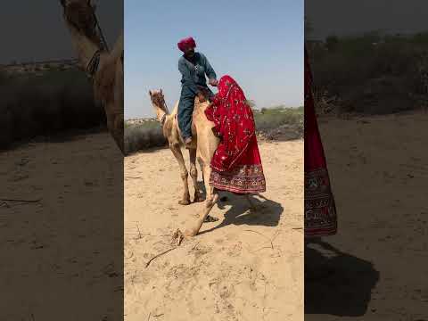 محاولة مثيرة للرجل والمرأة مع الجمل Animals Shortfeed Comedyeffect