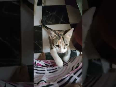 صوت يجذب القطط لاتنسوا الاشتراك في القناة وتفعيل الجرس