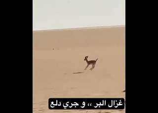  غزال البر