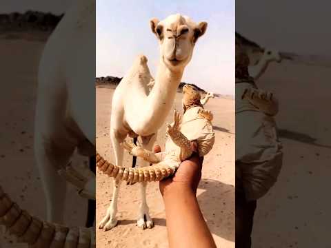 قدم لل ناقة ضب